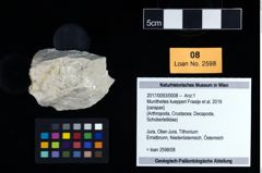 Foto (Objekt + Etikett) von Munitheites kuepperi (Fraaije et al., 2019)  (NHMW-GEO-2017-0093-0008)